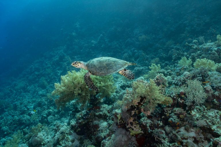 Mexico’s Eco-Tourism Boom: Whale Watching and Sea Turtle Conservation