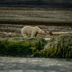 Arctic Mobility: Inuit-Inspired Designs for -40°C Survival