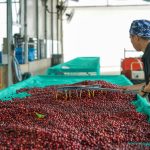 Volcanic Farm Stays: Harvesting Coffee on Active Slopes in Nicaragua