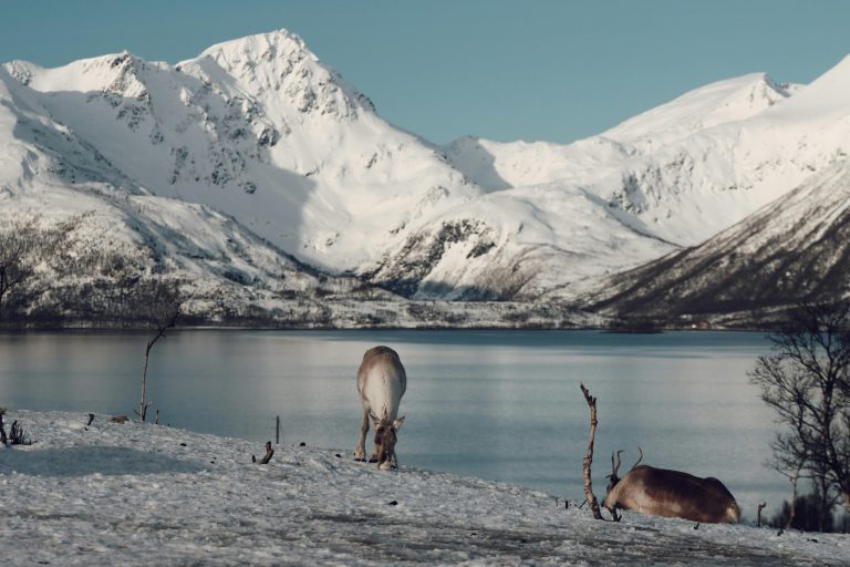 Arctic Noir Escapes: Midnight Sun Treks in Tromsø, Norway