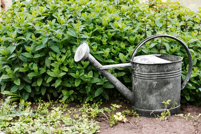 Regenerative Agriculture Goes Mainstream: How Soil Health Shapes Tomorrow’s Menus